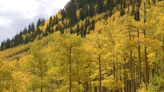 These are the 9 best drives to see fall colors in Colorado | 9news.com