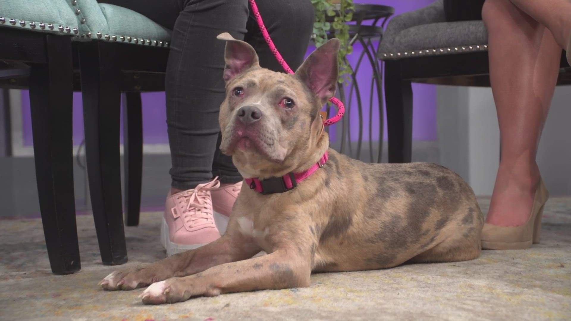 Fiona is available for adoption from Pound Pitties Dog Rescue in Sheridan.