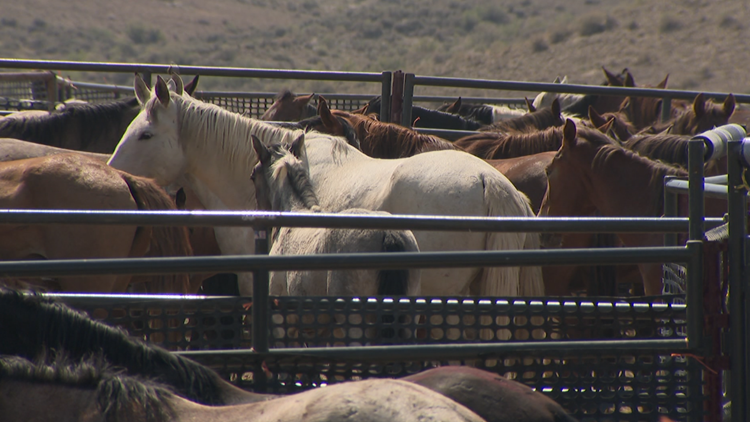 142 wild horses deaths at BLM facility has Gov. Polis 'concerned ...