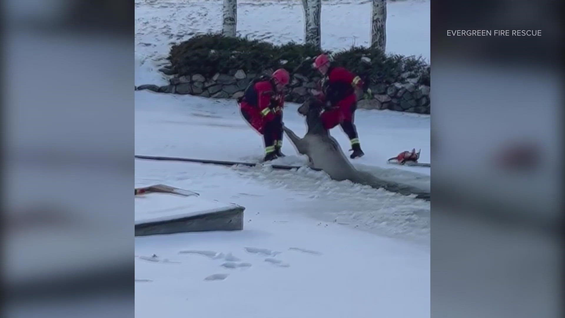 Crews from Evergreen Fire Rescue were called out to an icy pond near Timbervale Drive Friday.