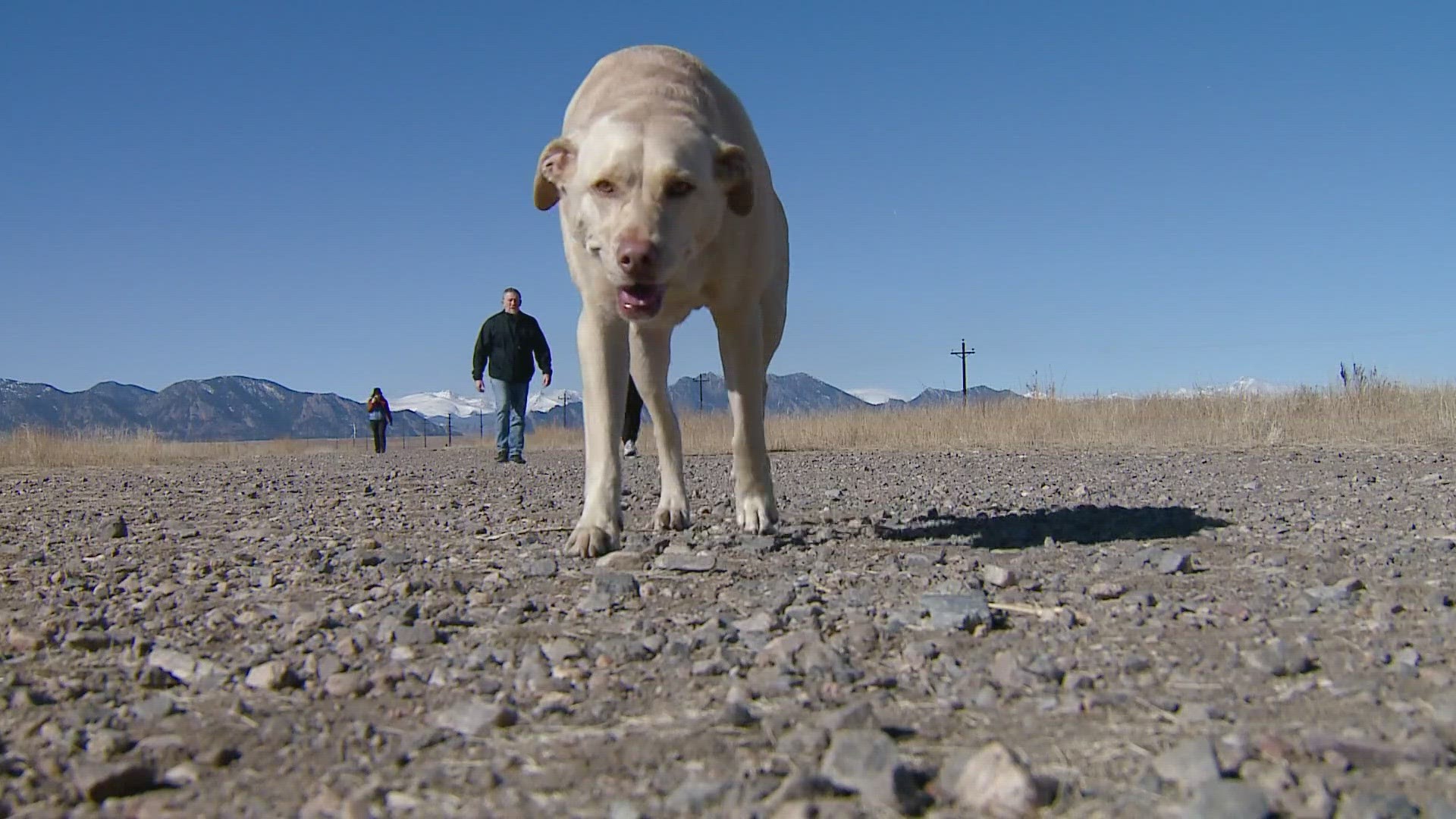 Westminster parks officials are recommending new leash requirements in the majority of the Westminster Hills Open Space.