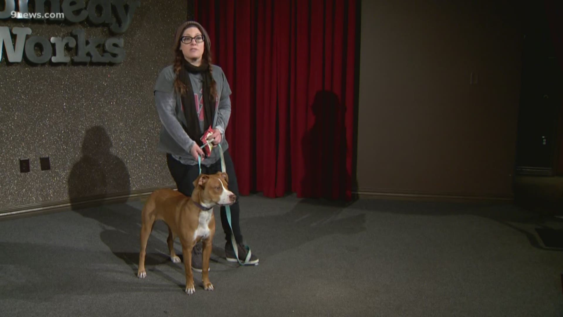 As efforts to overturn Aurora's pit bull ban hang in the balance, champions of the breed are sending their message to the entire Denver metro area.