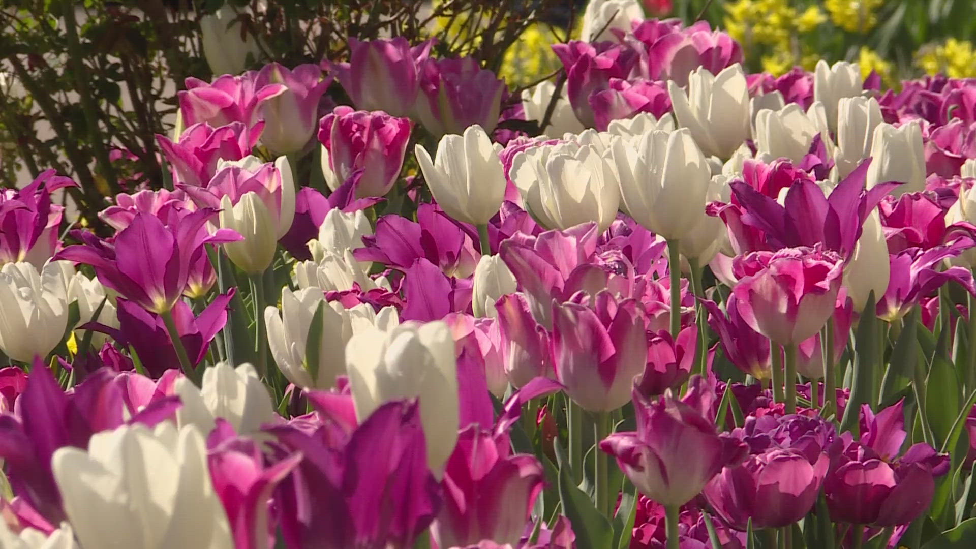 Tulip display at Denver Botanic Gardens absent until 2029 | 9news.com