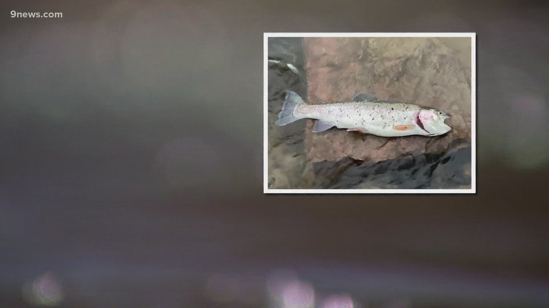 Hundreds of fish have been killed off since St. Vrain spill on Tuesday.