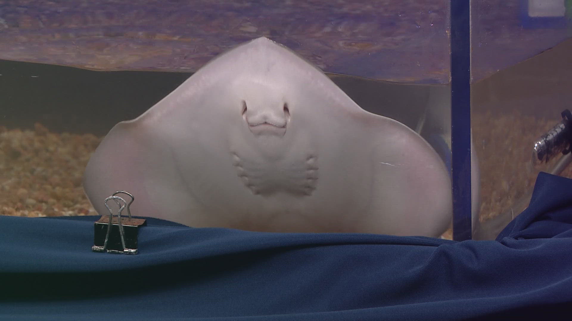 The Denver Aquarium brings in Buffy, a Southern stingray, who was born at the aquarium back in April.