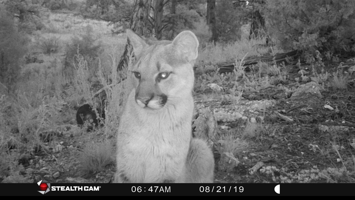 mountain lion colorado