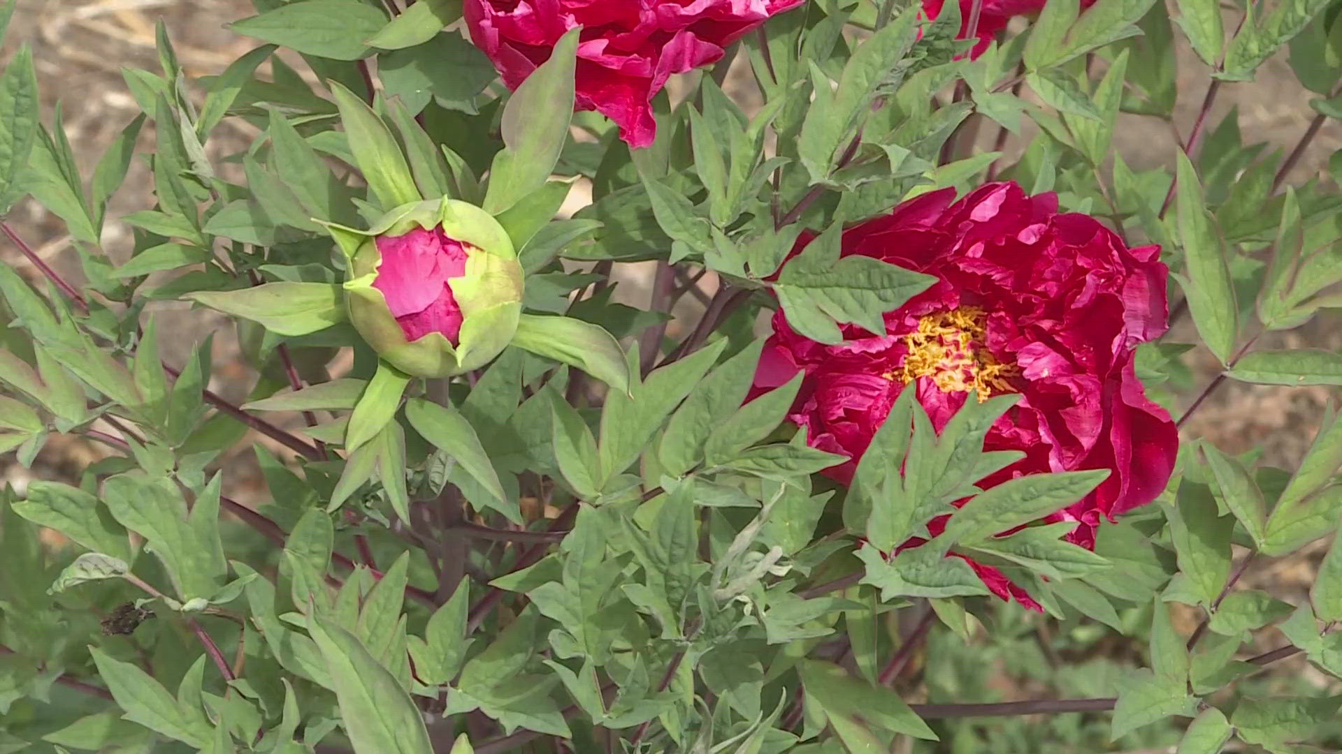 How to pot seedlings and protect plants from a spring freeze