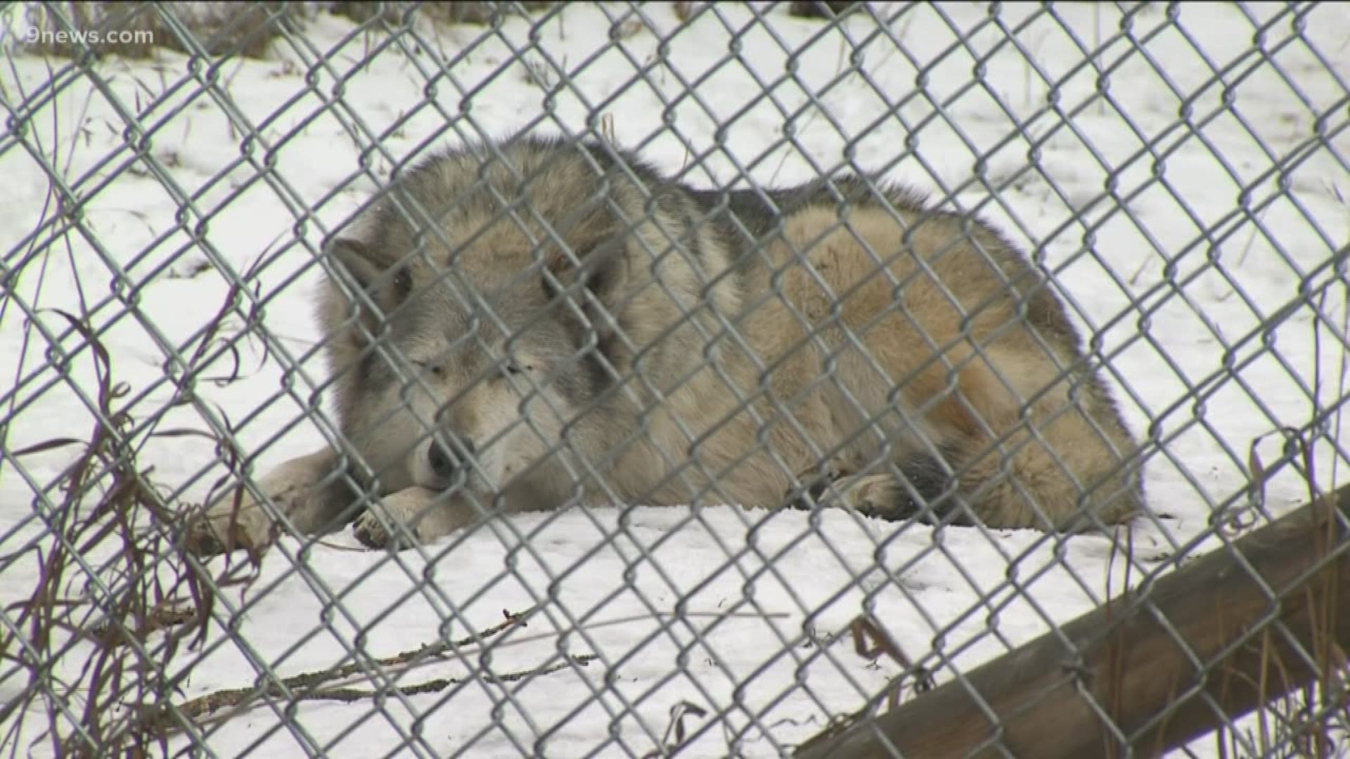 State wildlife officials say they are reluctant to re-introduce them. Activists say they want the public to decide.