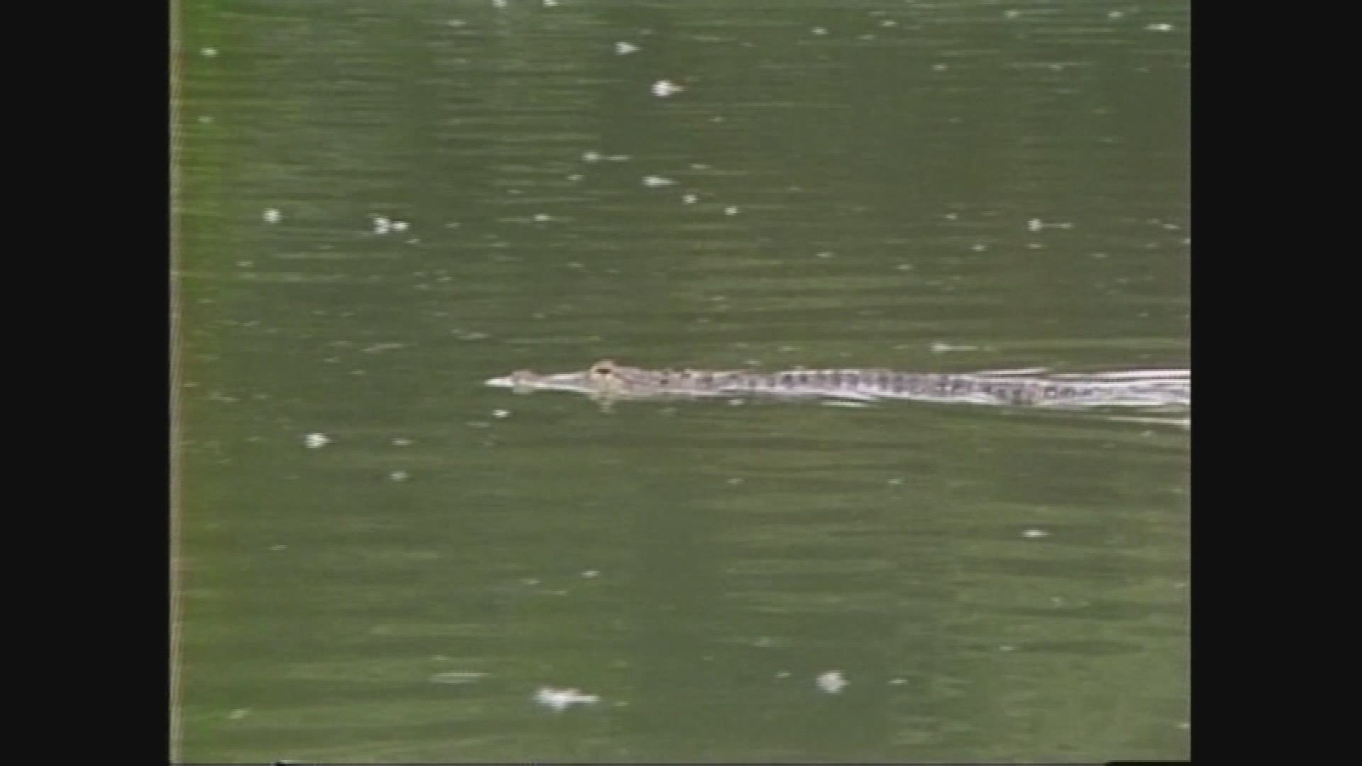 In 1981, Albert the Alligator escaped from the Denver Zoo and took up residence in the City Park duck pond nearby. He wasn't captured for 28 days.