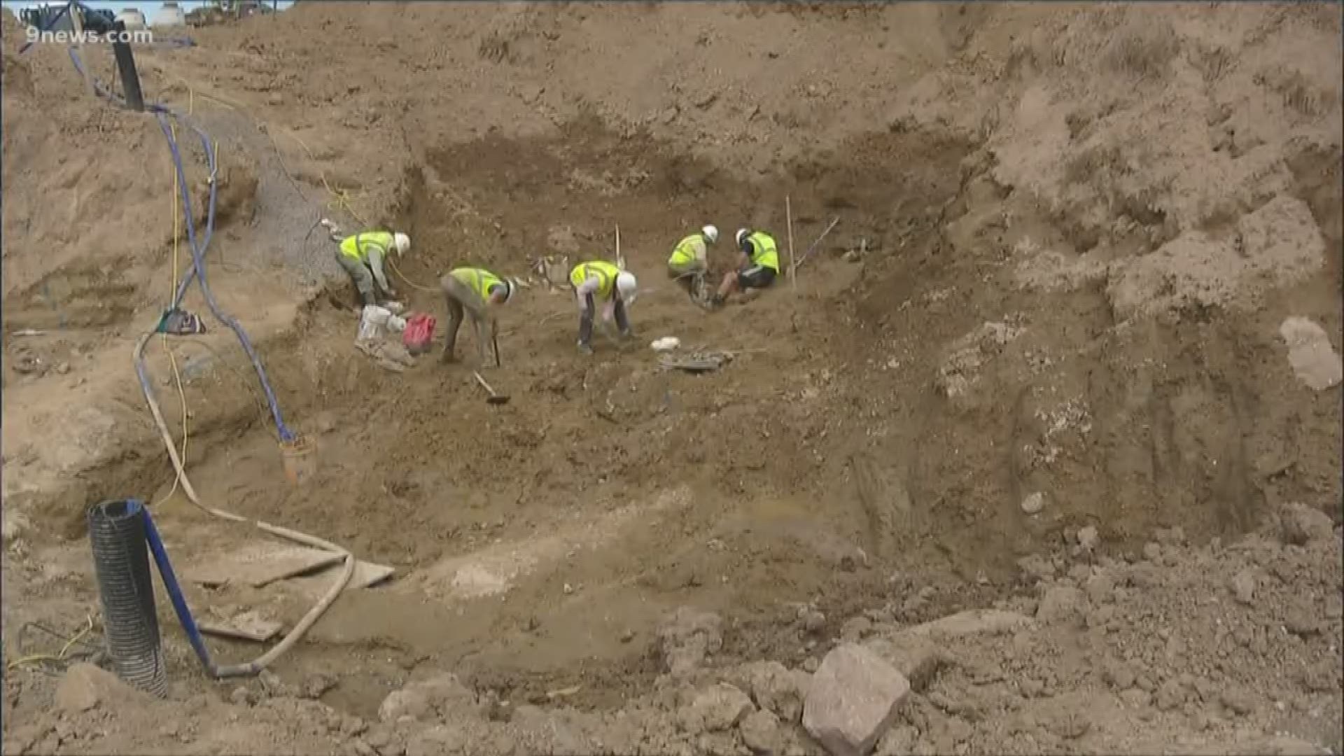 A partial rib and several other bones were discovered and join those already unearthed by the Denver Museum of Nature & Science dig team.