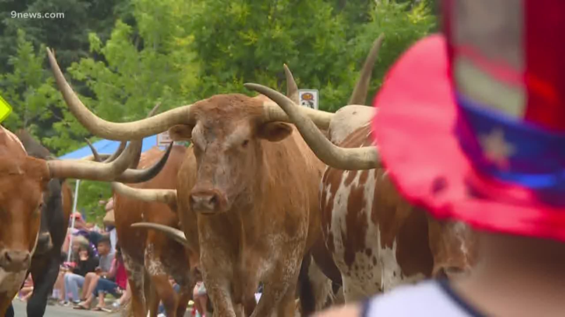 Here in Colorado, we celebrate the fourth a little differently... with longhorn cattle! For some, the tradition dates back decades. For others, it was their first parade.