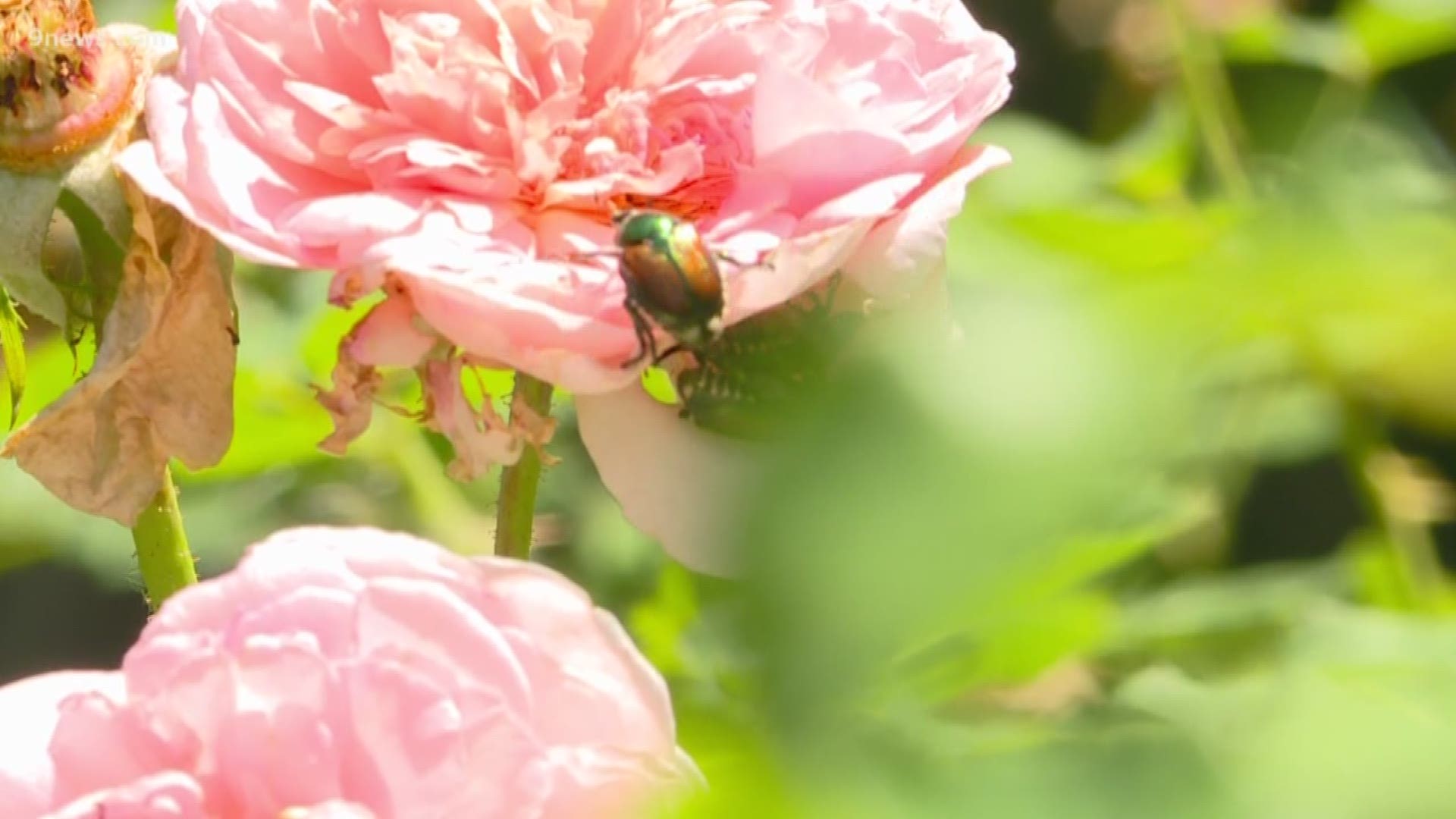 For some gardeners, Japanese beetles have likely become a fact of life. The non-native pest has established itself well in Denver, returning every summer to destroy roses and other plants.