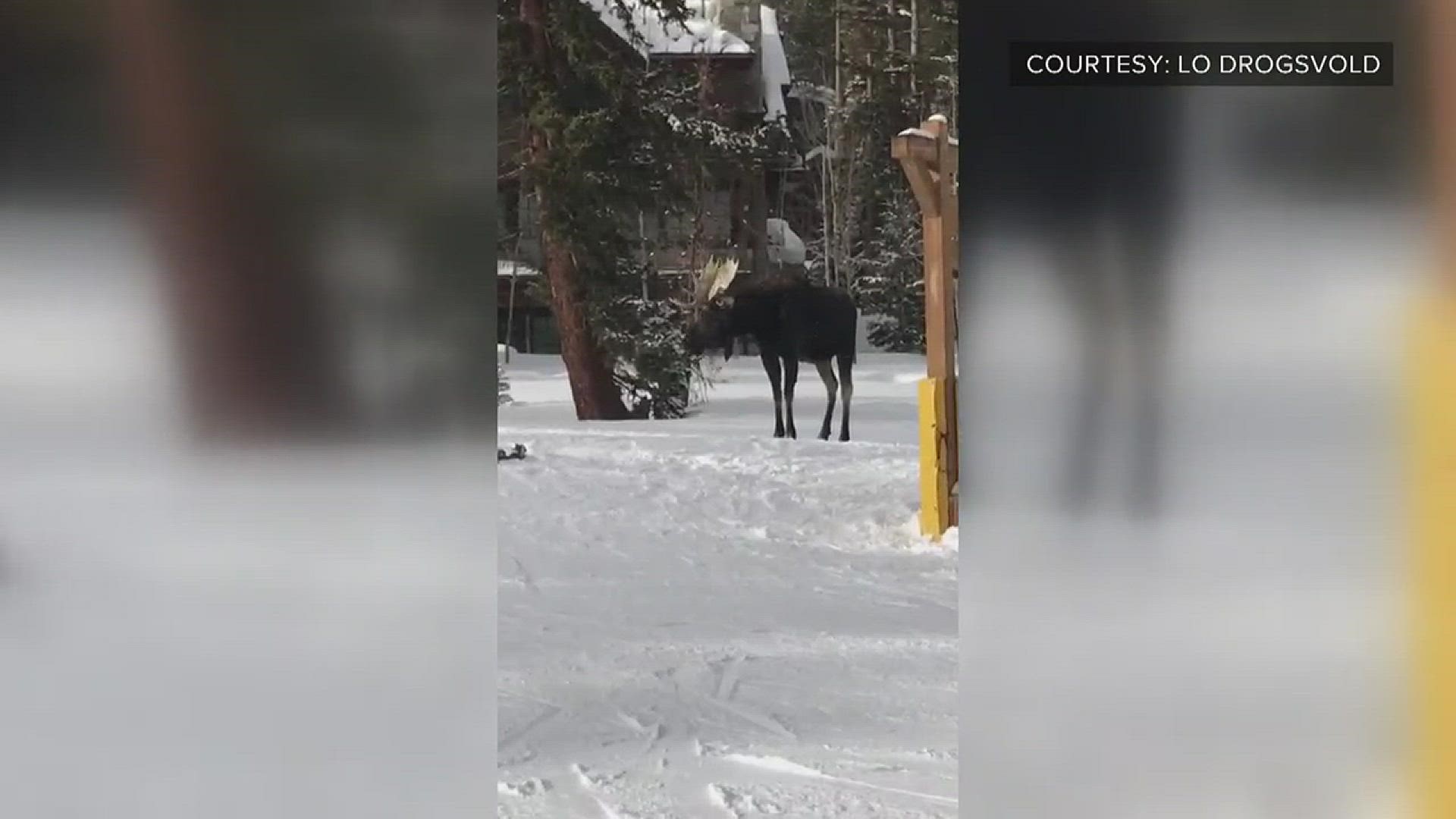 No one was injured when a bull moose chased skiers and snowboarders at Breckenridge Ski Resort on Jan. 19.