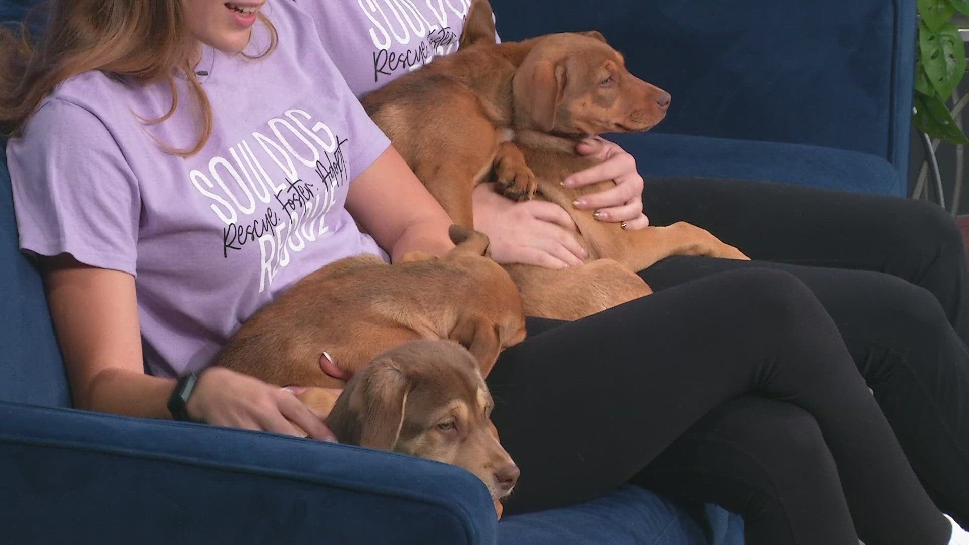 The pups are available for adoption from Soul Dog Rescue in Fort Lupton.