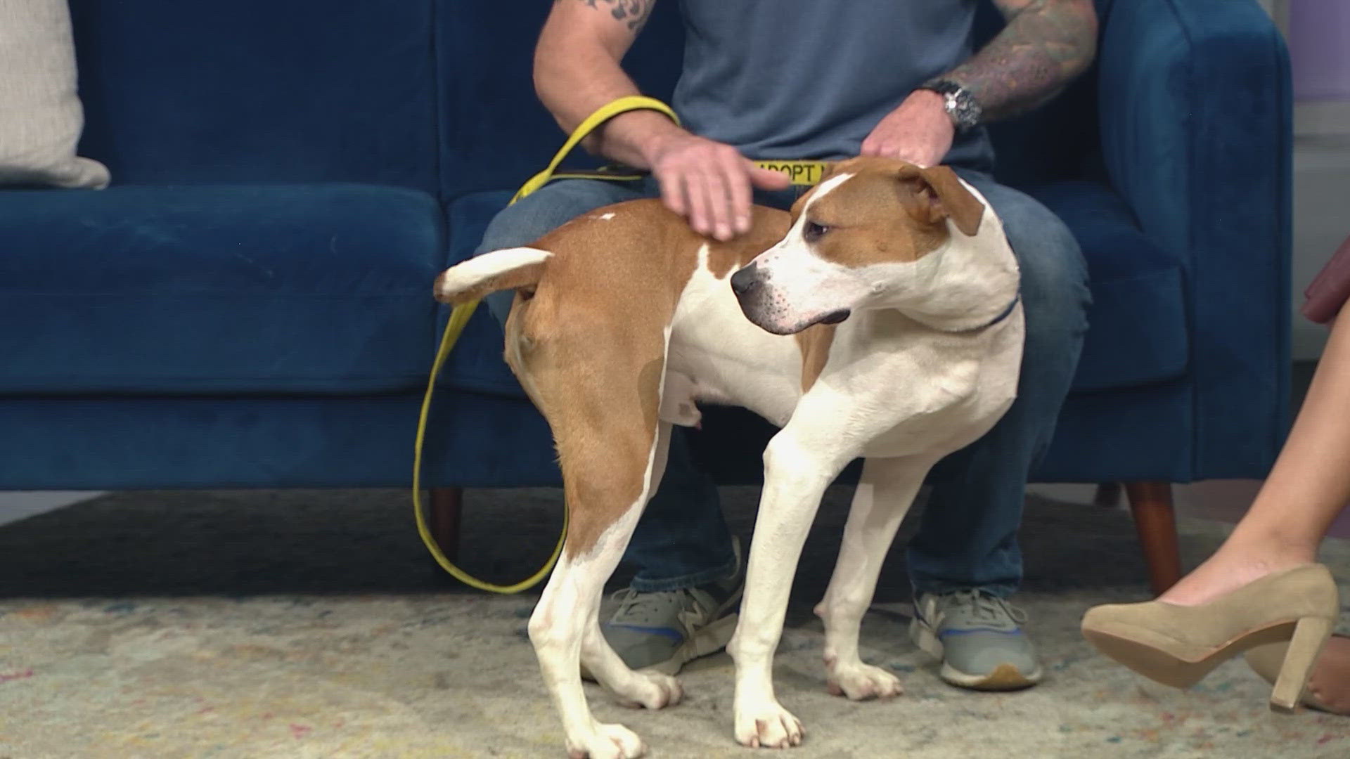 Obi is available for adoption from the Humane Society of the South Platte Valley in Littleton.