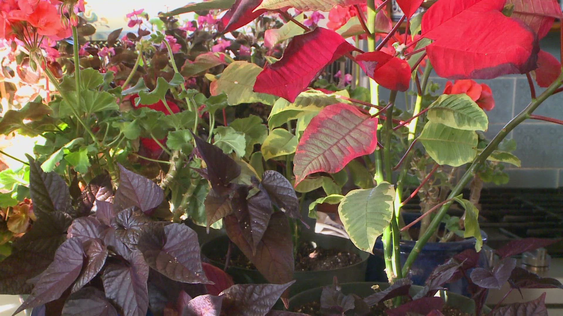 Your holiday poinsettias will make a great addition to your late spring garden.