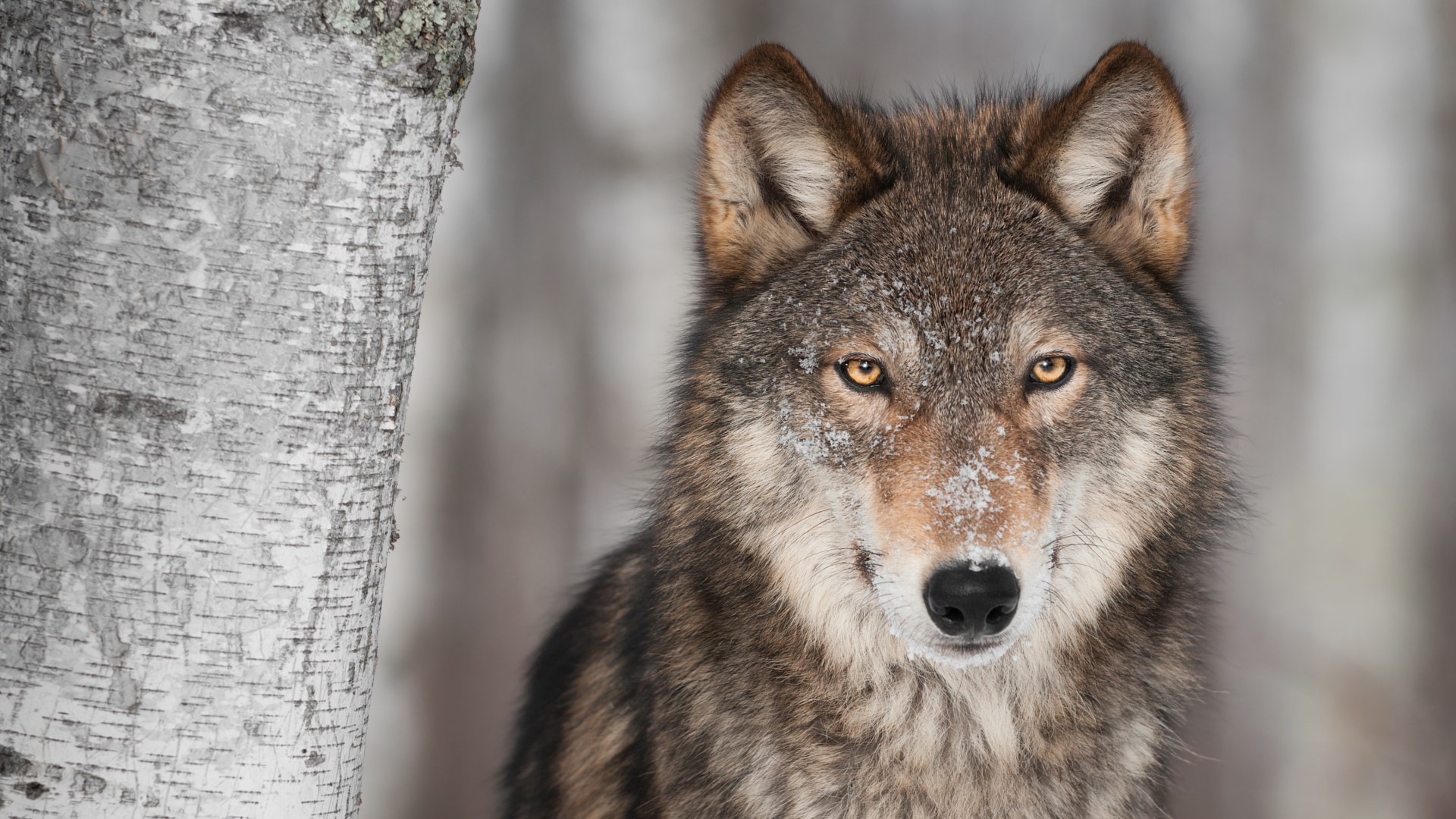 Colorado voters passed Prop. 114, an initiative in Nov. 2020, that asked to allow CPW to reintroduce grey wolves west of the Continental Divide by the end of 2023.