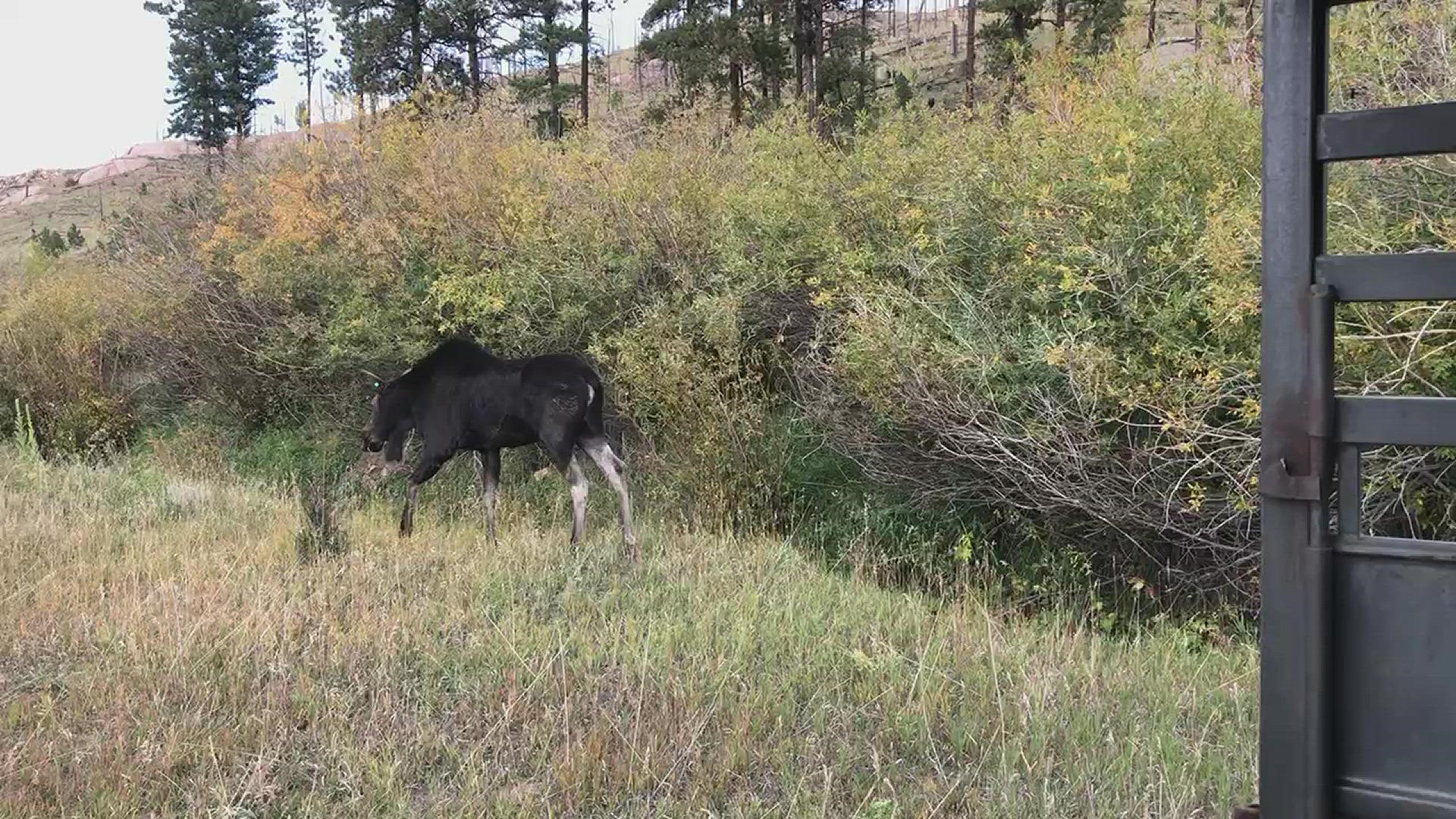 Colorado Parks and Wildlife relocated the young moose from eastern Colorado to the mountains of western Colorado.