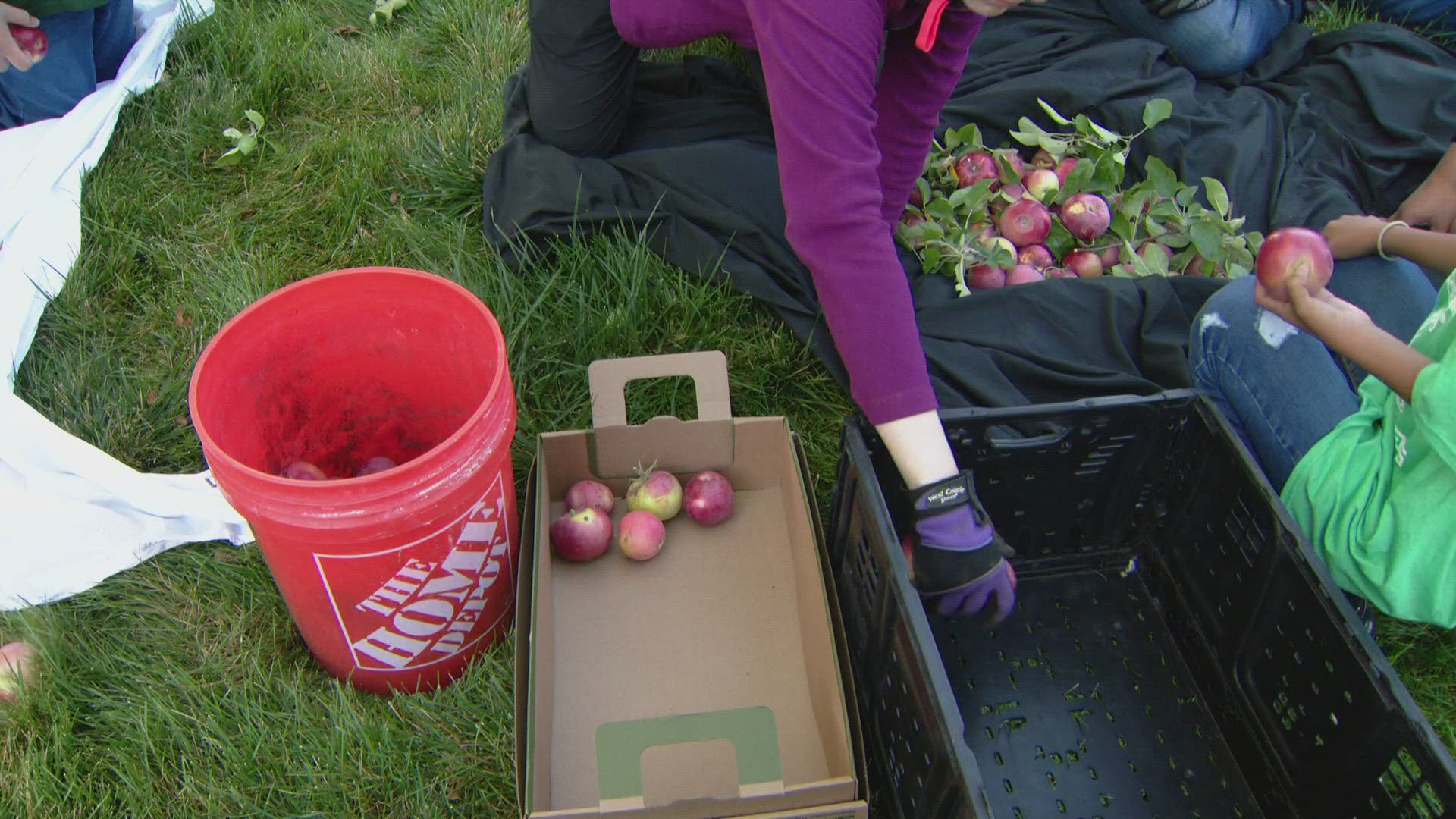 The organizations donate the fruit to hunger relief projects because so much of it often goes to waste.