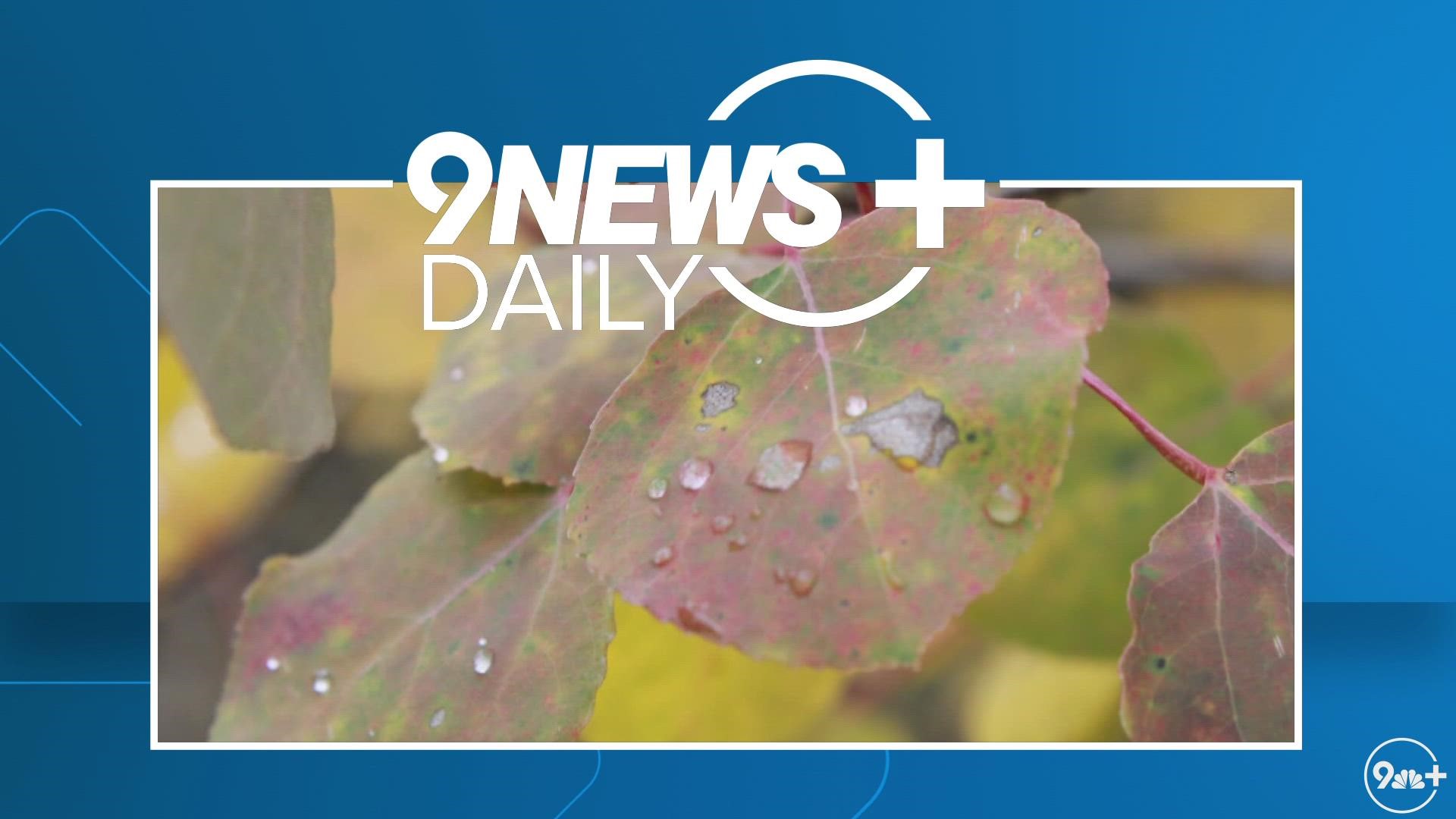Meteorologists Cory Reppenhagen and Chris Bianchi break down what to know for the 2022 leaf-peeping season in Colorado.