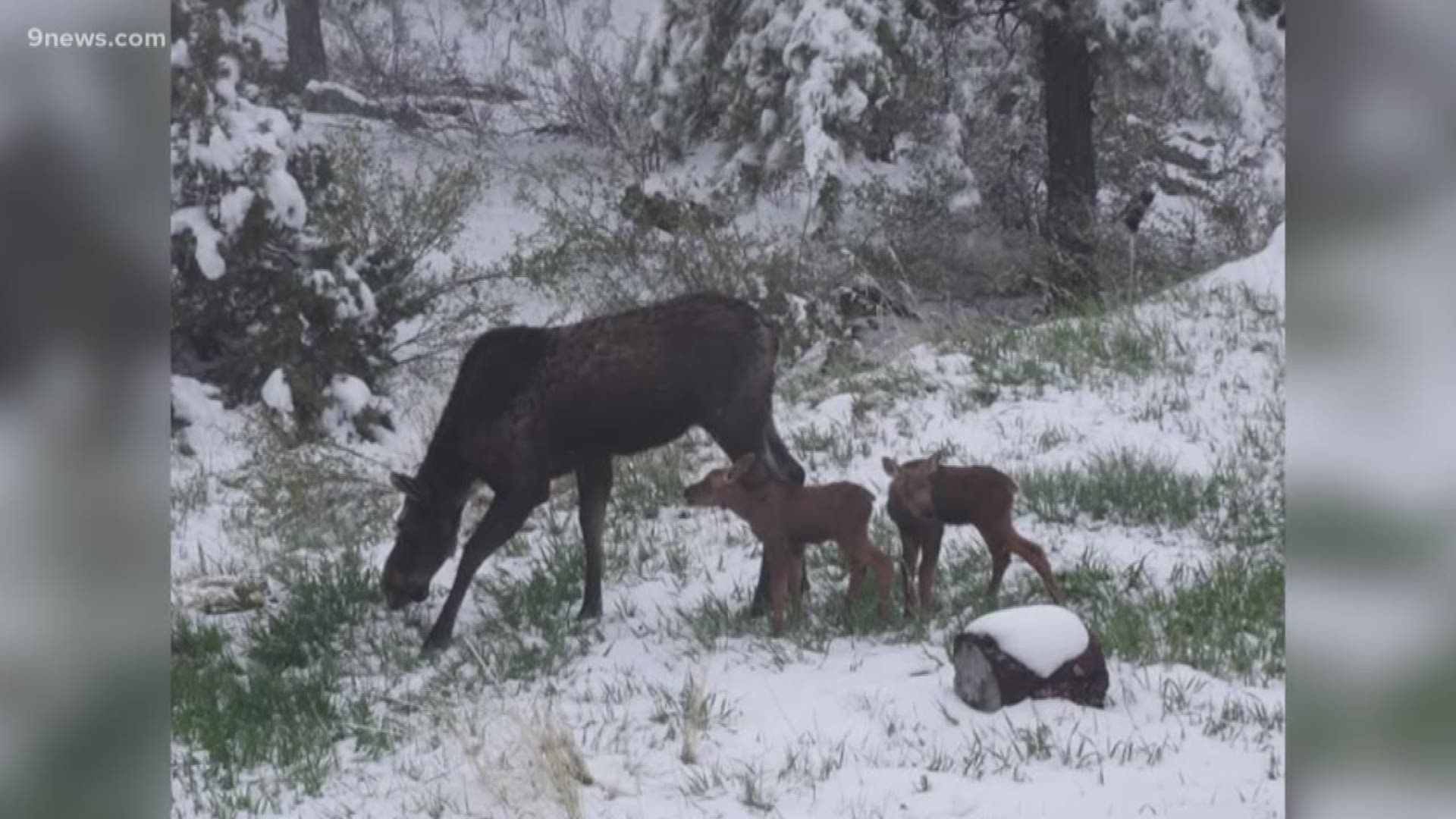 This cow moose and her two calves were hanging out in the backyard of a home in Golden Gate Canyon Wednesday morning. The homeowner first spotted the mother back in April, and the calves first popped up last week.