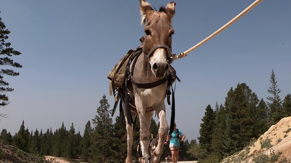 Hee-haw: Burro racing gains popularity in Colorado