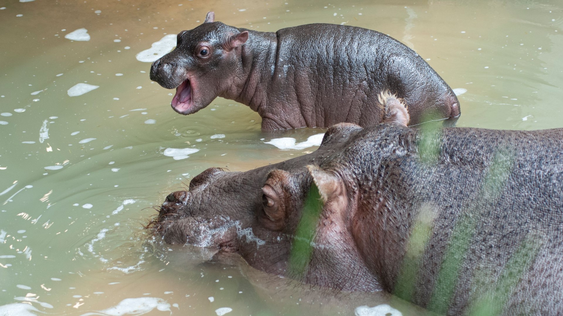 Baby hippo born at Colorado's Cheyenne Mountain Zoo