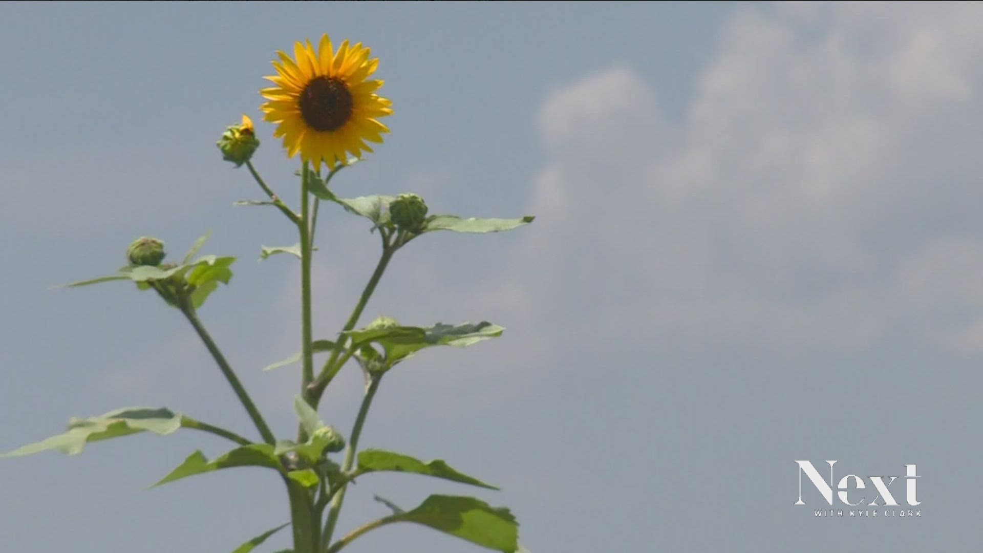 Niki Wernsman, with Wensman Family Farms, says the recent hail has been devastating for their crops.