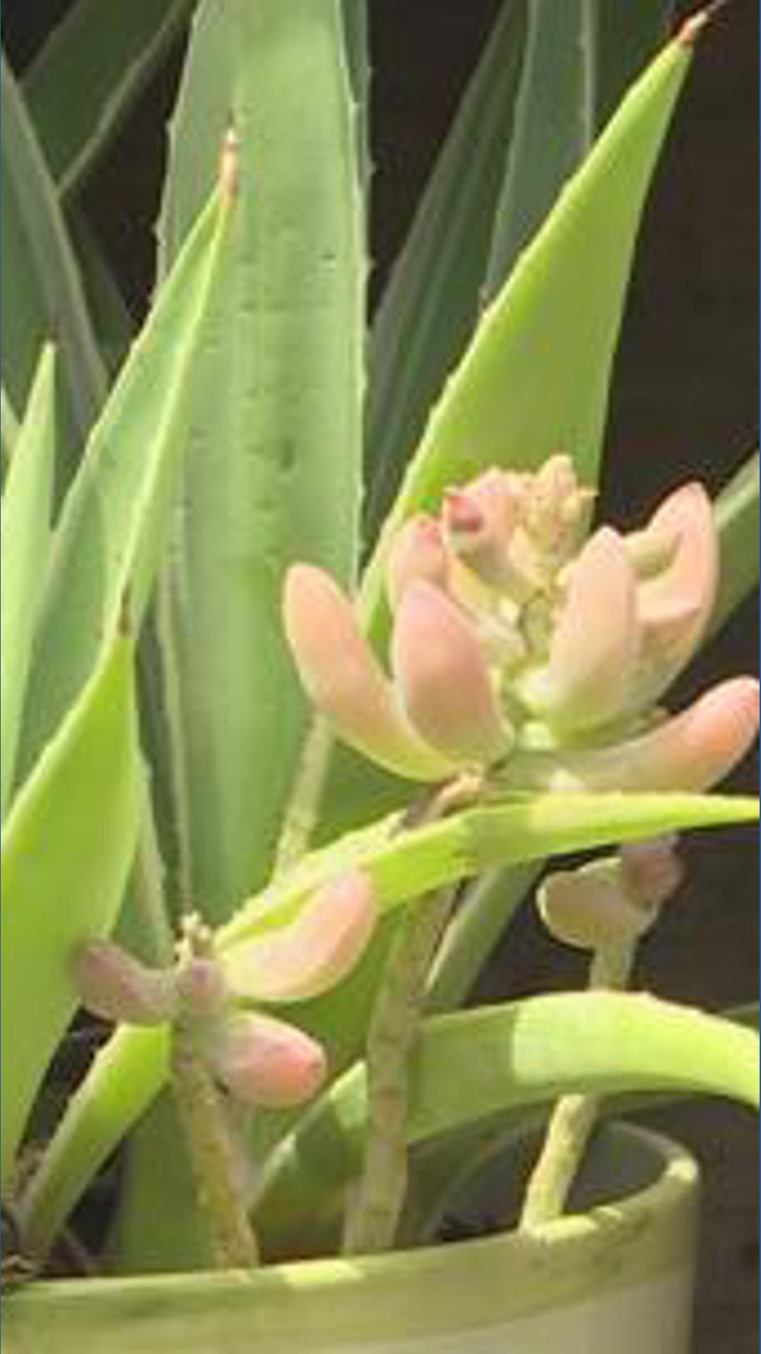 Grow your succulent collection: Tips from an enthusiast | 9news.com