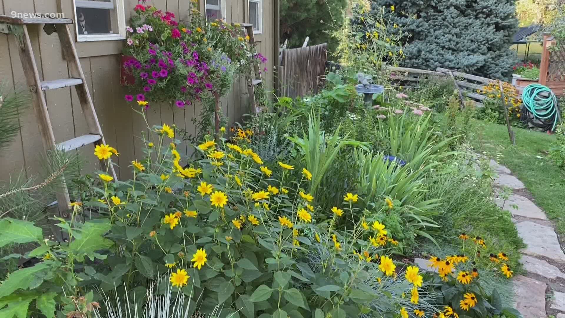 With an early September cold front on the way, here are some tips on how to prepare your late summer garden for the snow and cold.