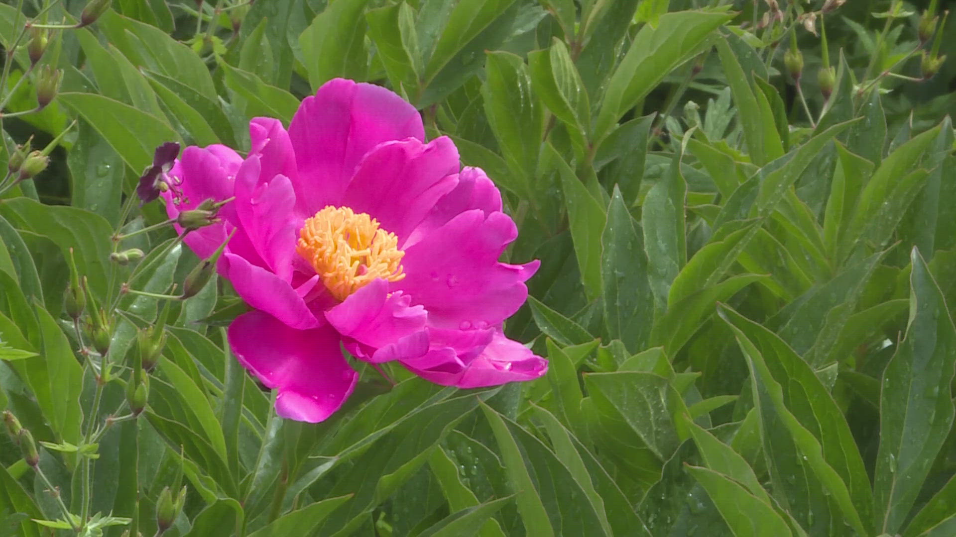Plants are responding great to spring rainfall. Perennials and shrubs are thriving. Borders have benefitted, as well as xeriscape plantings.