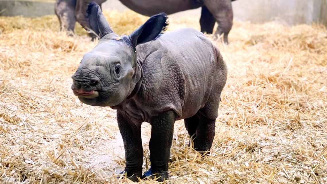 Denver Zoo reveals newborn rhino calf | 9news.com