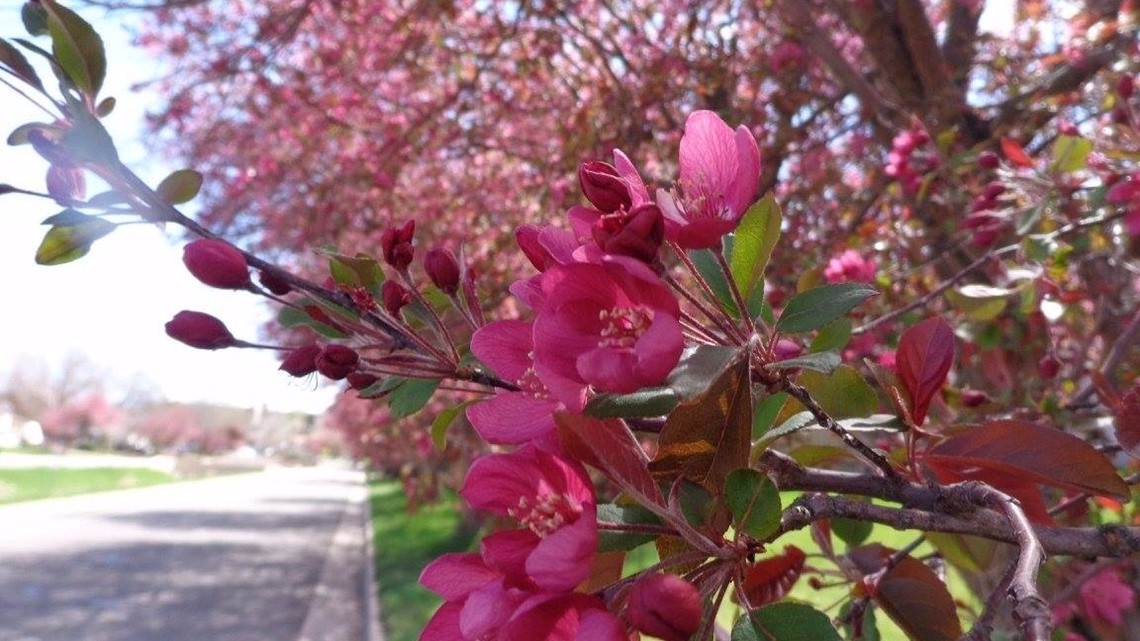 These are some of the best places to see wildflowers in Colorado