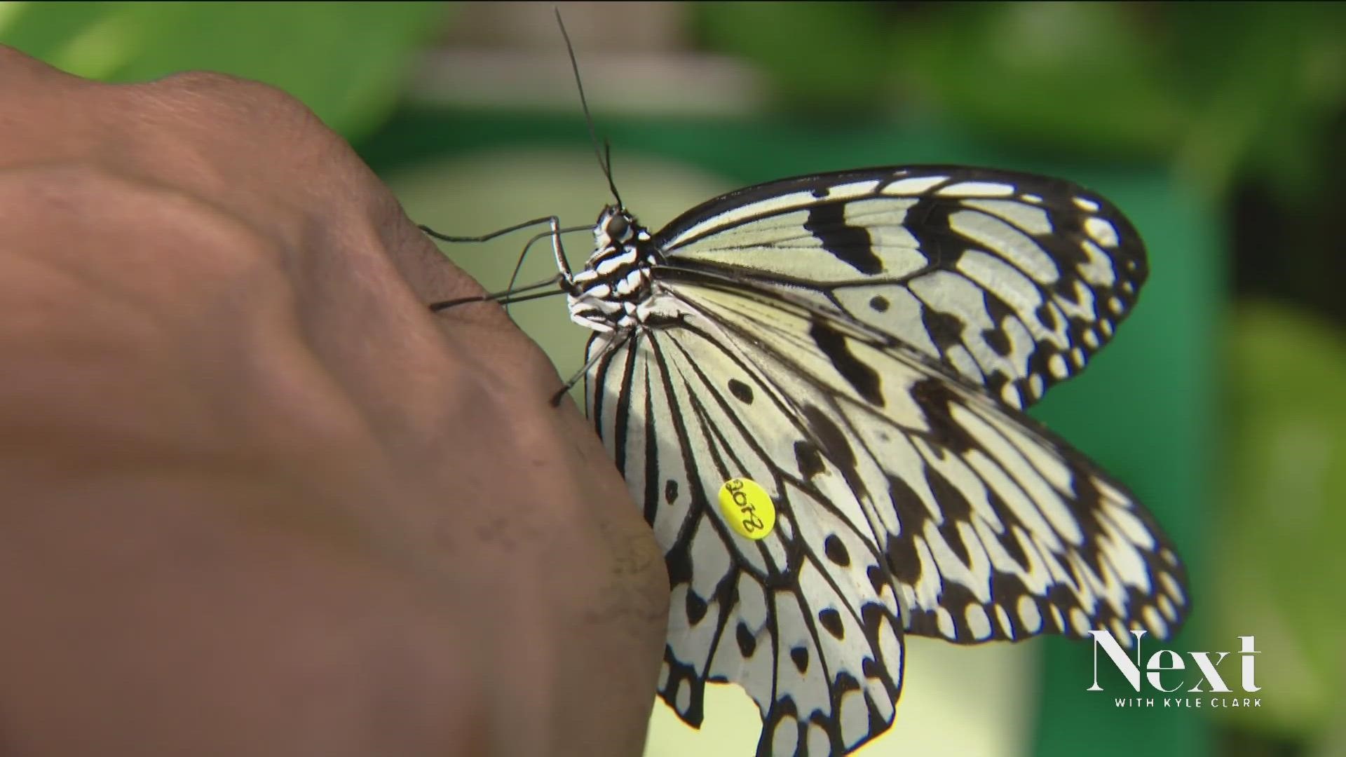 We stopped by the Butterfly Pavillion to see what good news was flying around.