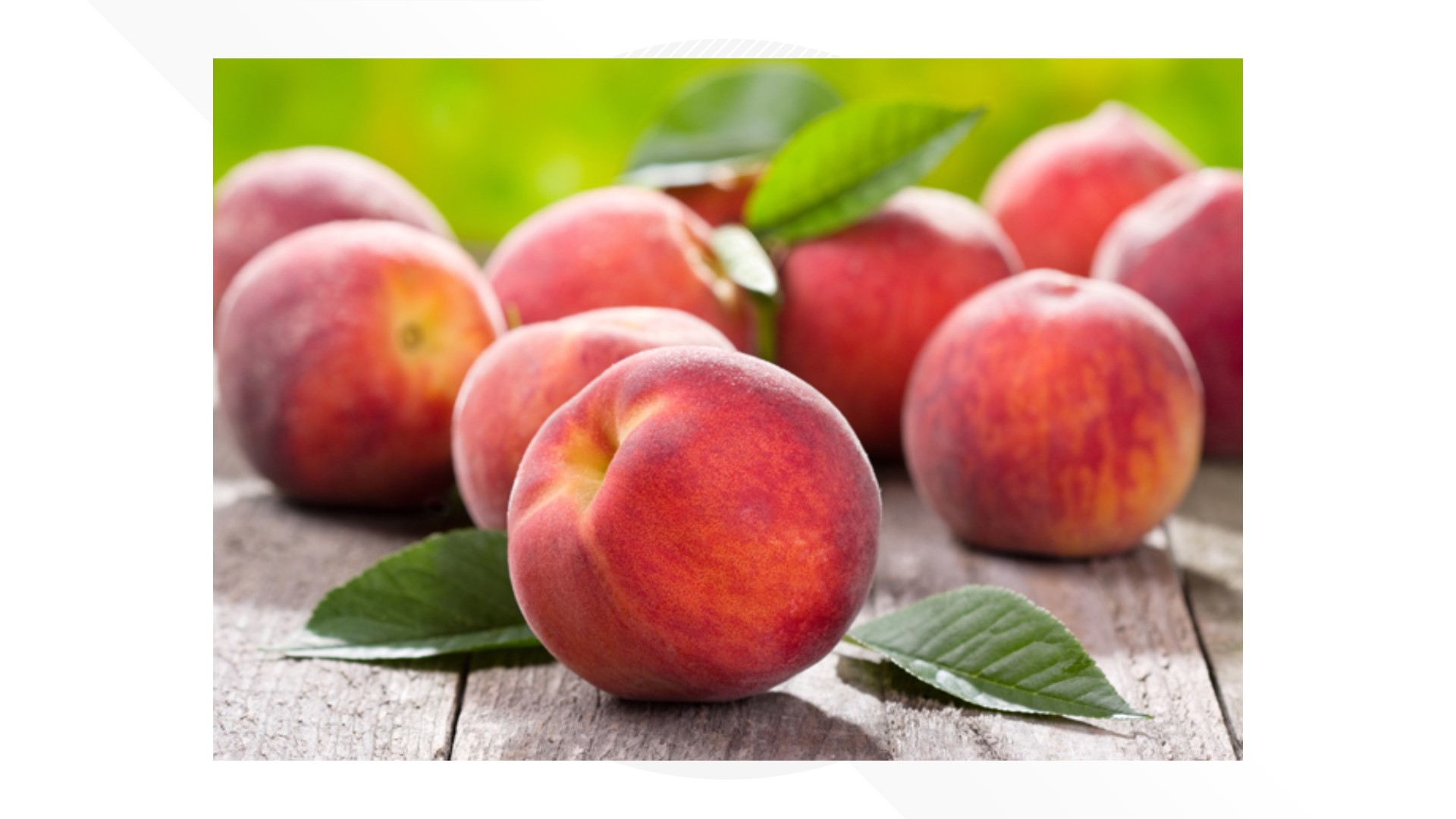 According to Talbott Farms, the colder weather we've had is perfect for peaches at this stage in their development