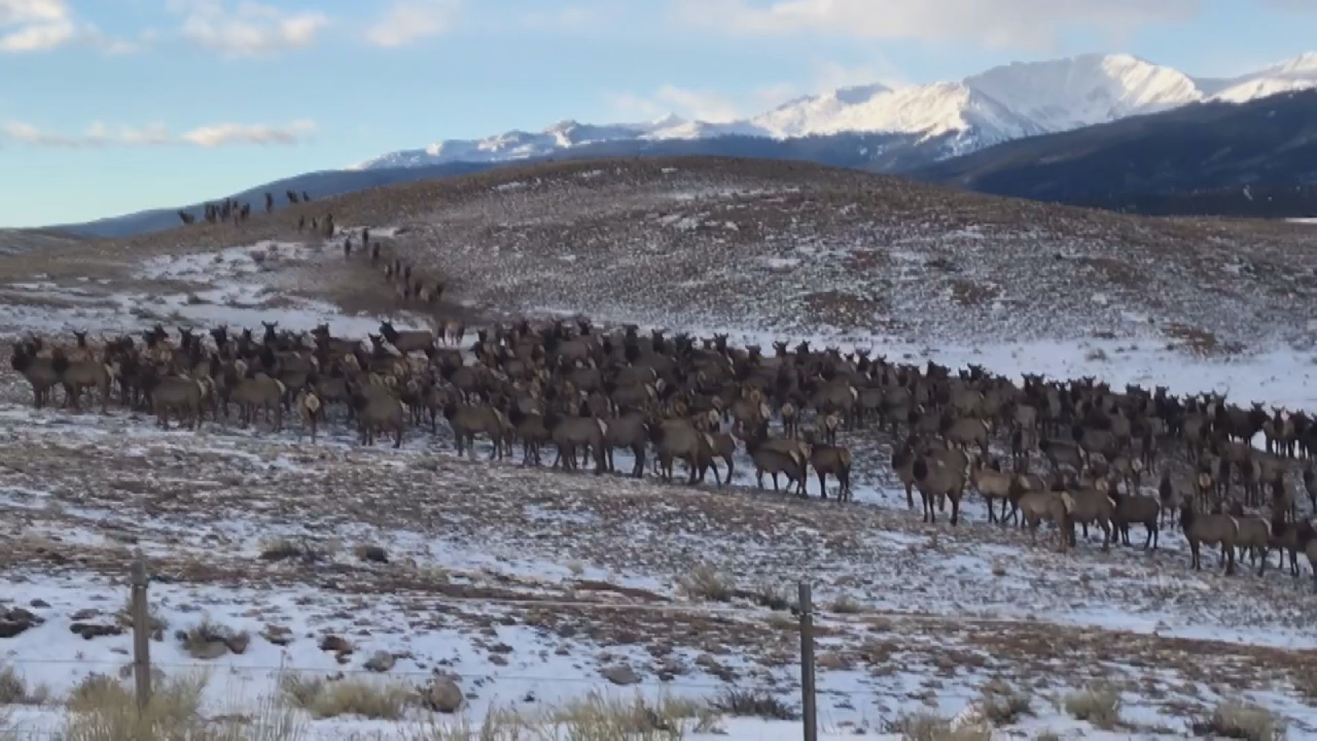 WATCH Large elk herd spotted in snow near Leadville