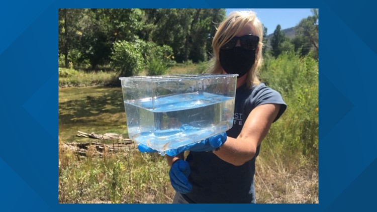 St. Vrain Valley School students release redbelly dace