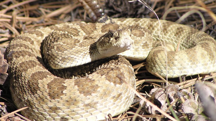 Do Rattlesnakes Hibernate in Colorado?