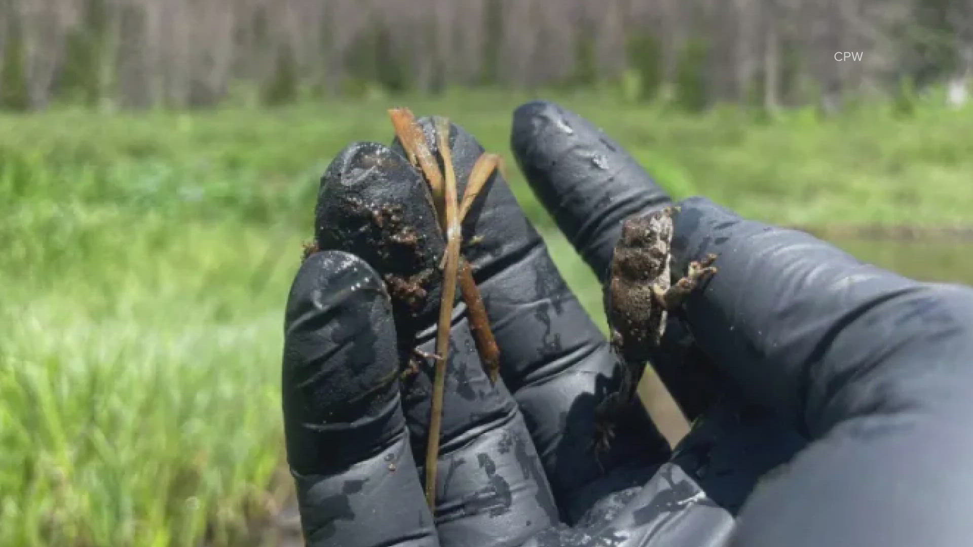 Captive breed boreal toad tadpoles being released into the wild.