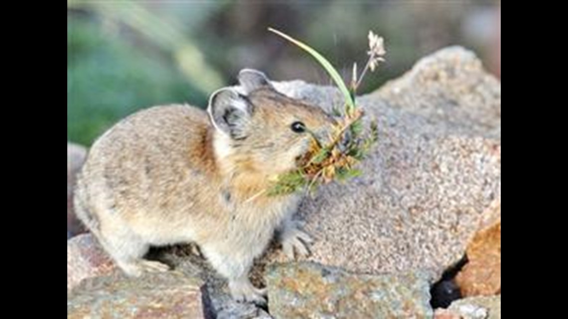 Pikas at Rocky - Rocky Mountain National Park (U.S. National Park Service)