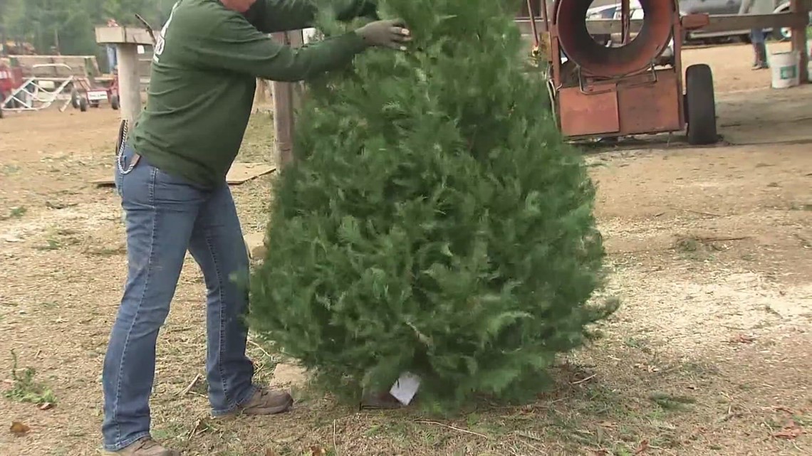 Christmas Tree Cutting Permits Open For Golden Gate Canyon Next Week ...