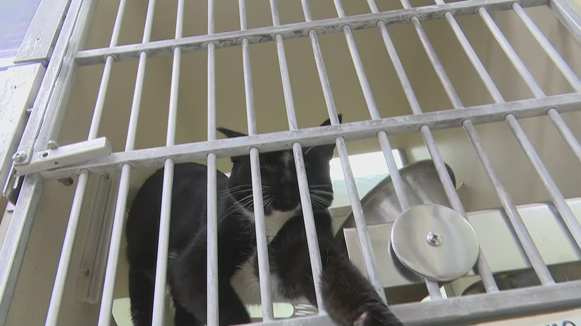 A Pueblo homeowner surrendered 34 cats and kittens this week to the Humane Society of the Pikes Peak Region.