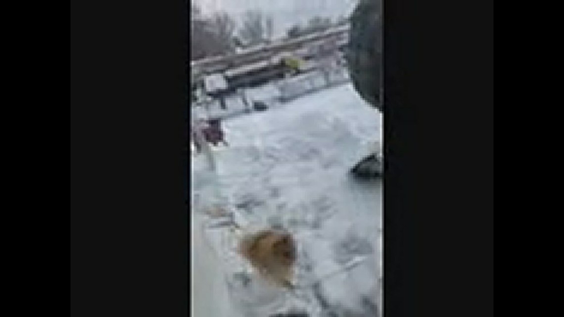 Dogs help shovel