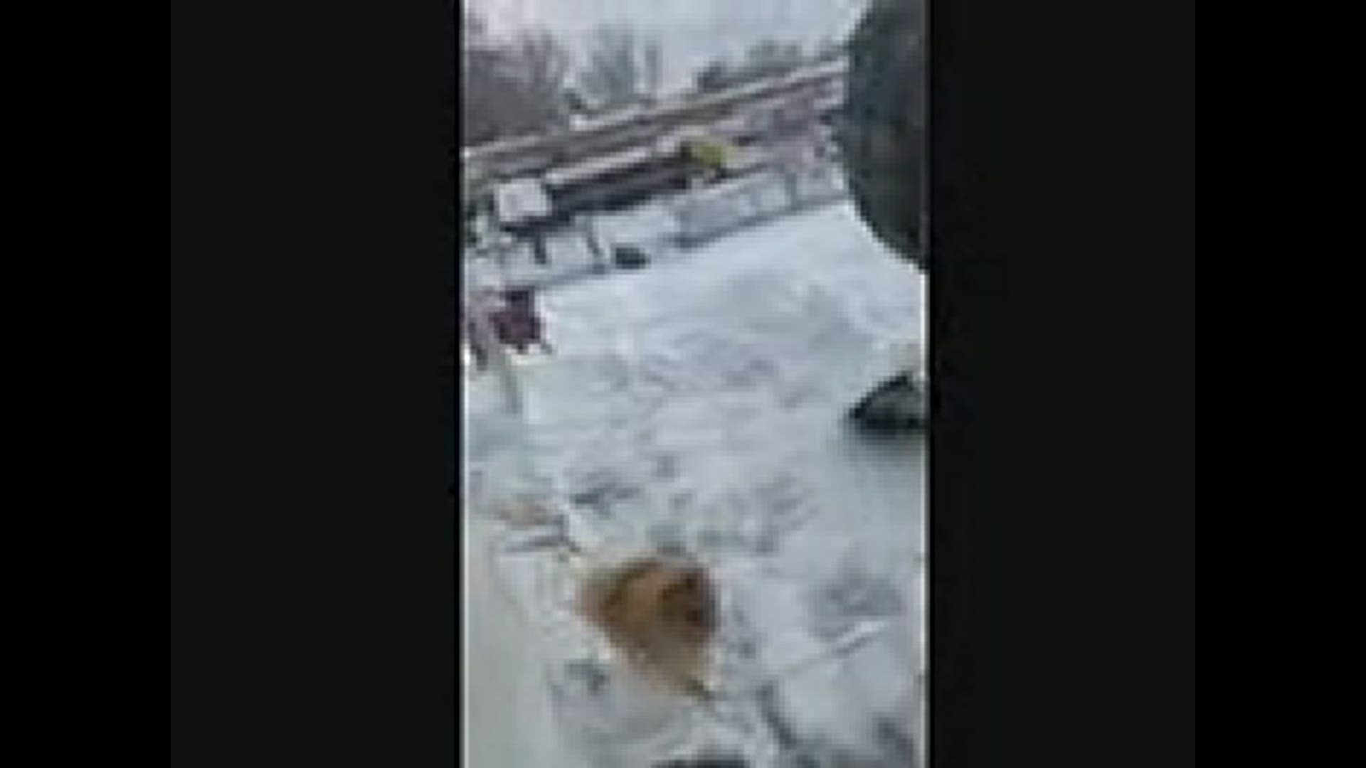 Dogs help shovel