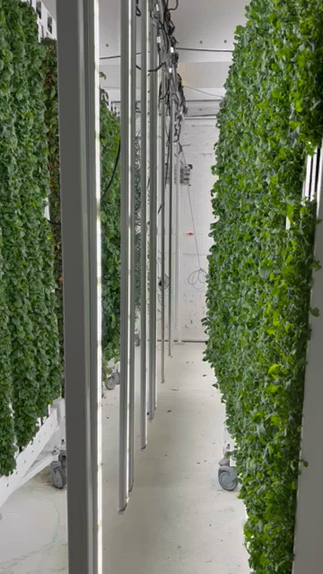 Tabletop Farming Taking farm to table to a whole new level | 9news.com