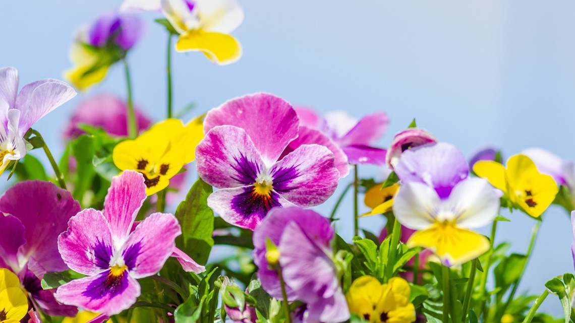 Pansies are the perfect cool-weather flower to pair with bulbs | 9news.com