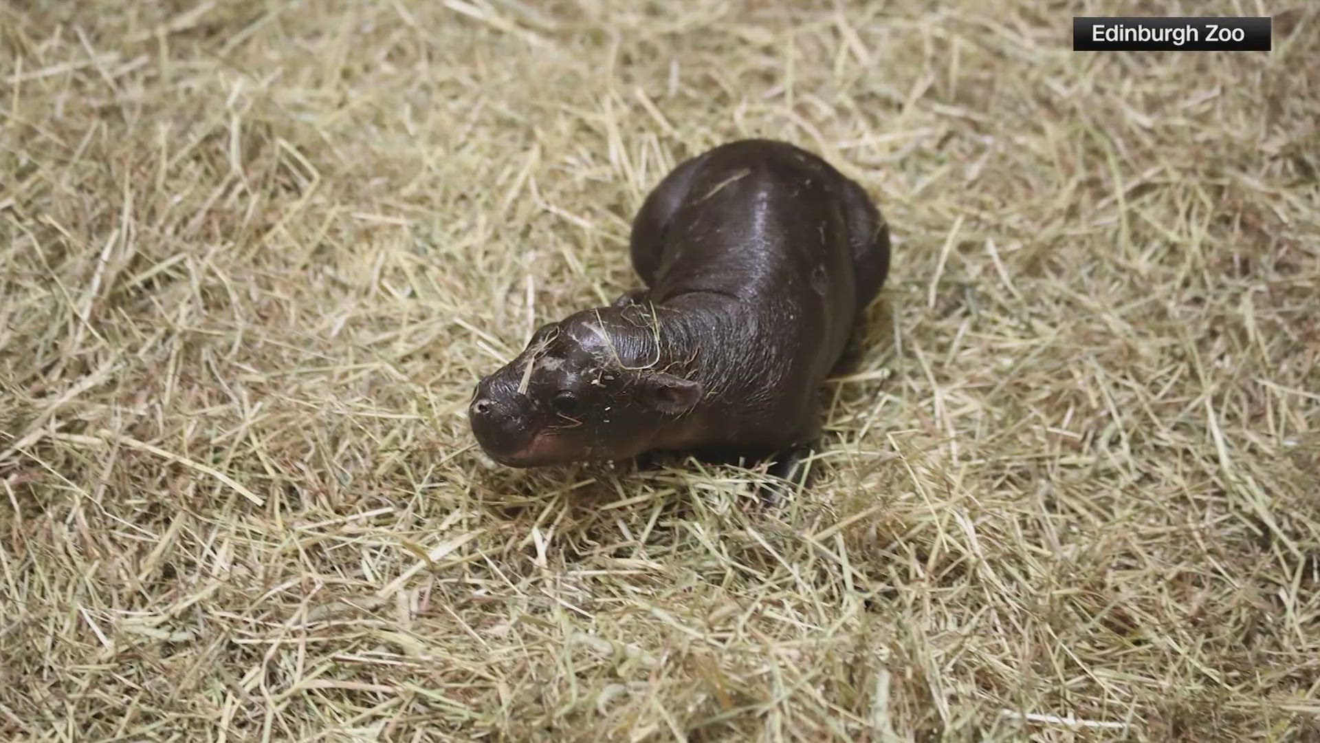 Haggis, a pygmy hippo, was born at a zoo in Scotland last week.