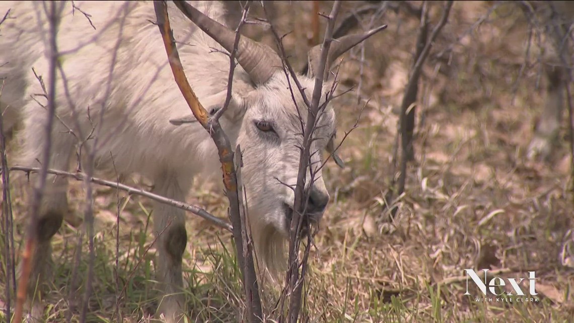 Goats are on the ground in Louisville to help keep wildfire season at bay