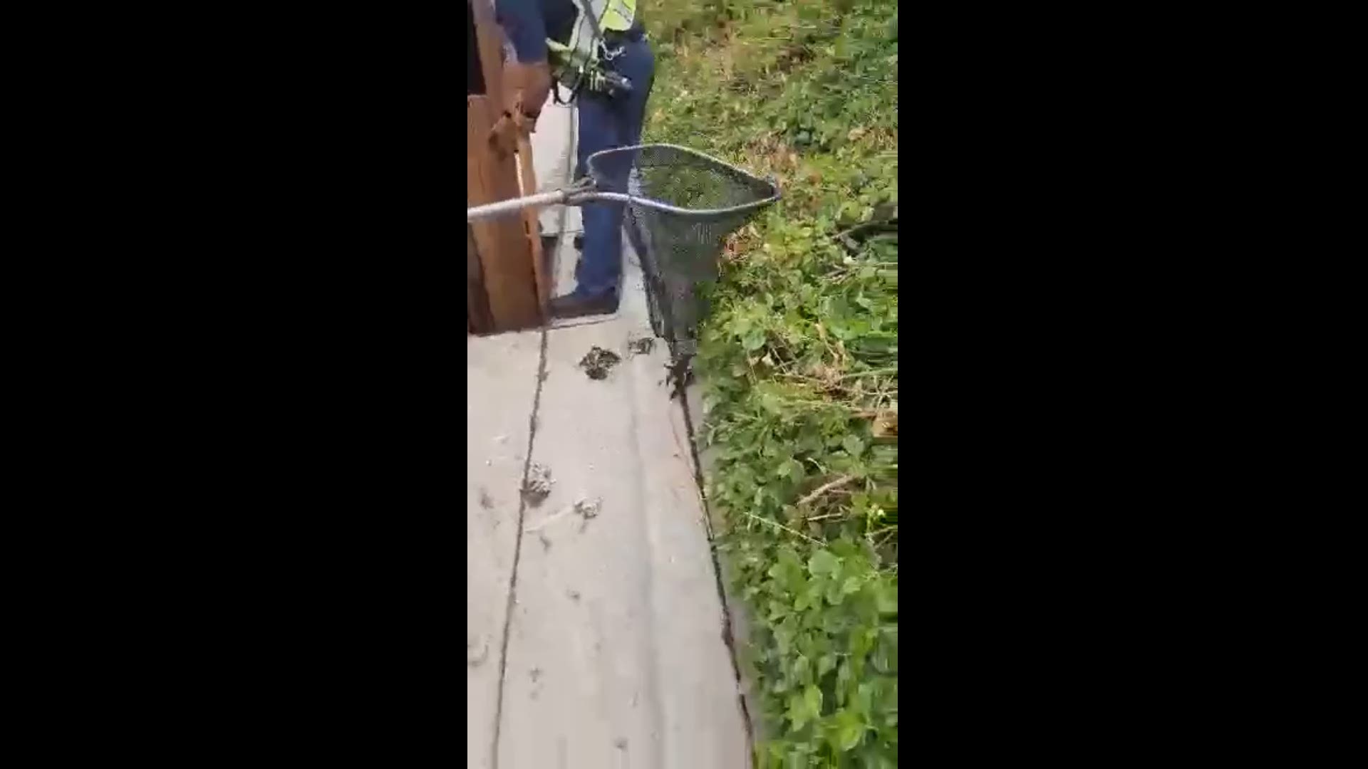 West Metro Fire and Jefferson County Sheriff's Office Animal Control assisted in reuniting the ducklings with their mom. (Video courtesy: Tommy Ashe)