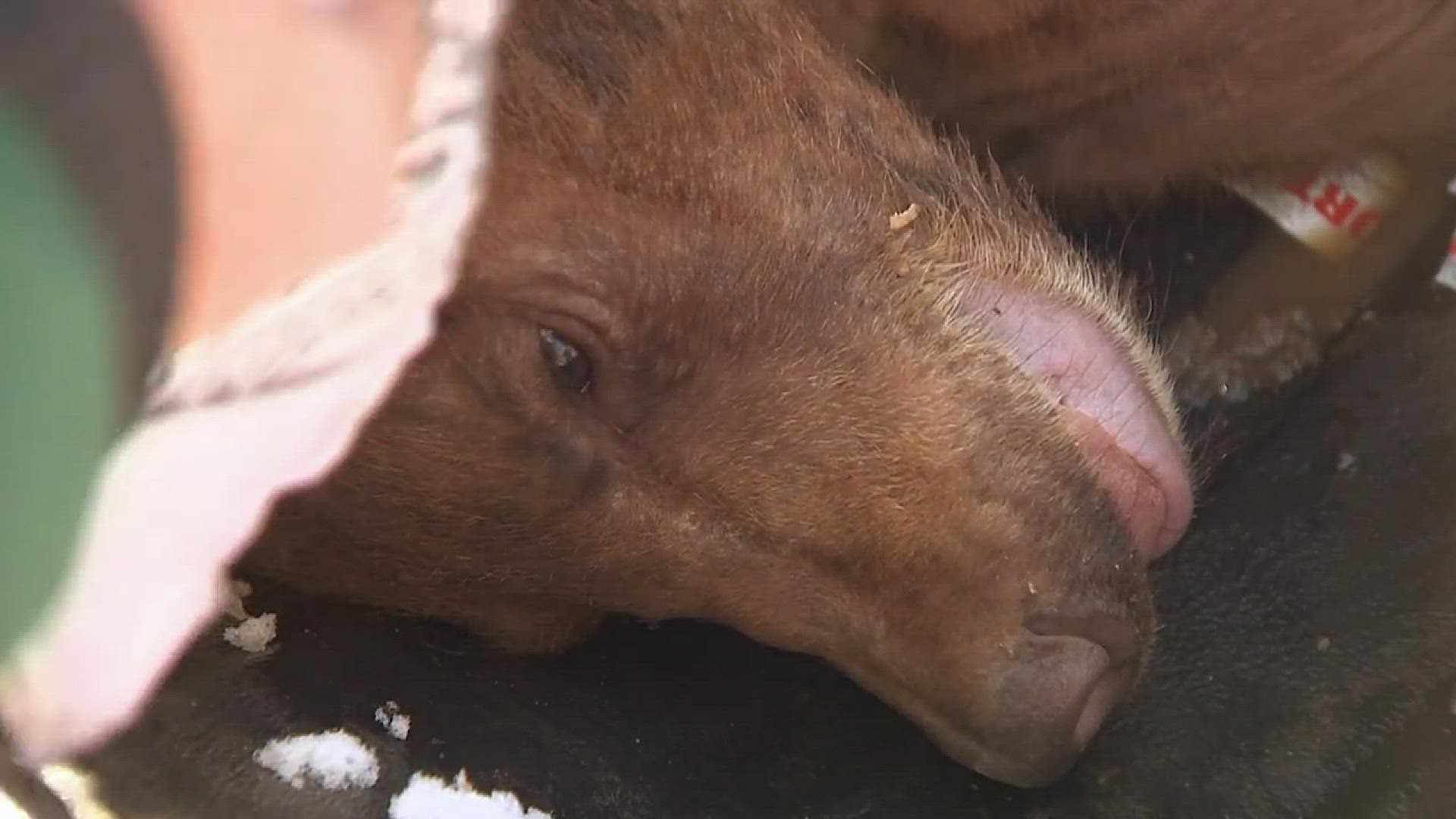 CPW officers released eight rehabilitated bear cubs on Pikes Peak Tuesday morning. They placed them in artificial dens where they hope the bears will stay through winter.